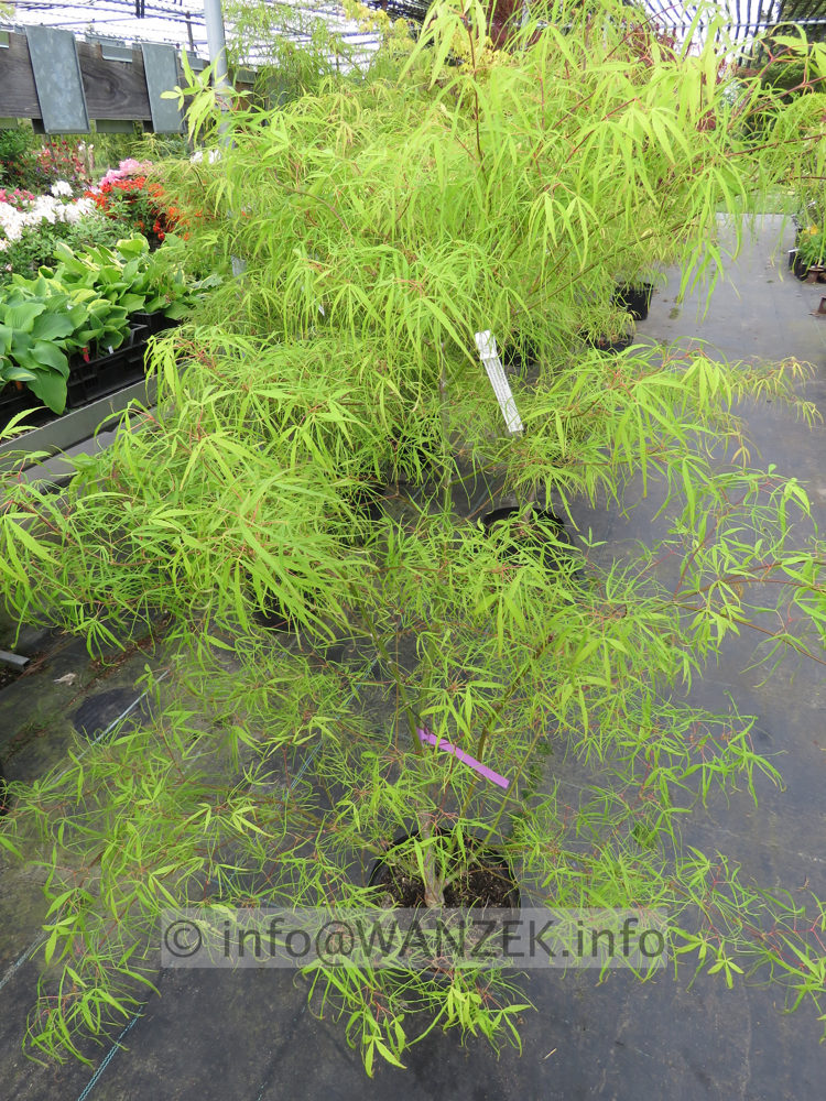 Acer palmatum Koto no ito - Austrieb02.JPG